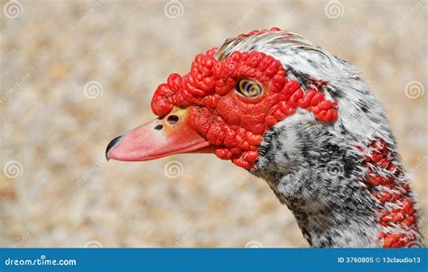 strange duck.